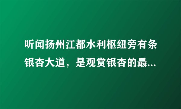 听闻扬州江都水利枢纽旁有条银杏大道，是观赏银杏的最佳地点，我想问问现在银杏黄了吗？落了吗？我从泰州