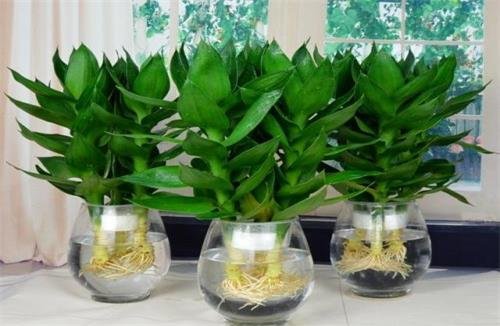 富贵竹怎么养 富贵竹图片和作用