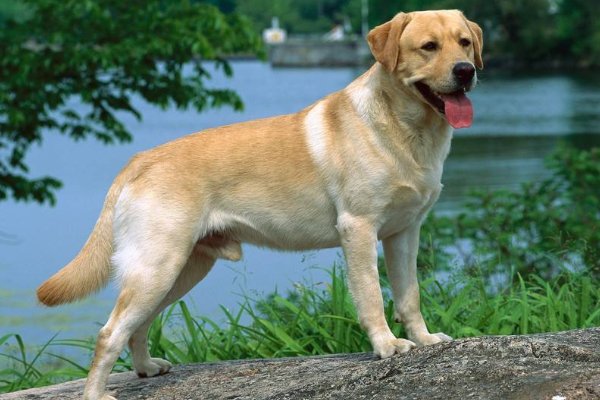 狗瘟会传染给人和猫吗？