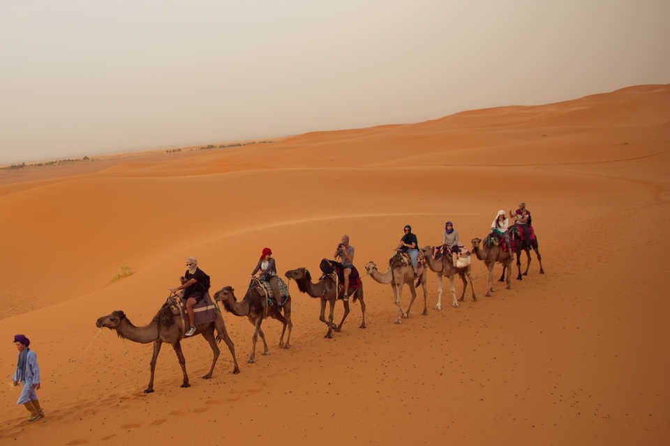 关于骆驼的资料100字