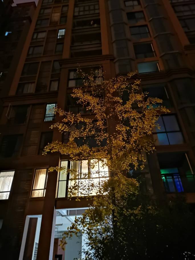 找关于丧的图片