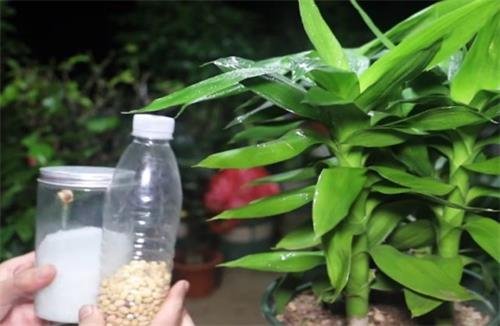 富贵竹怎么养 富贵竹图片和作用