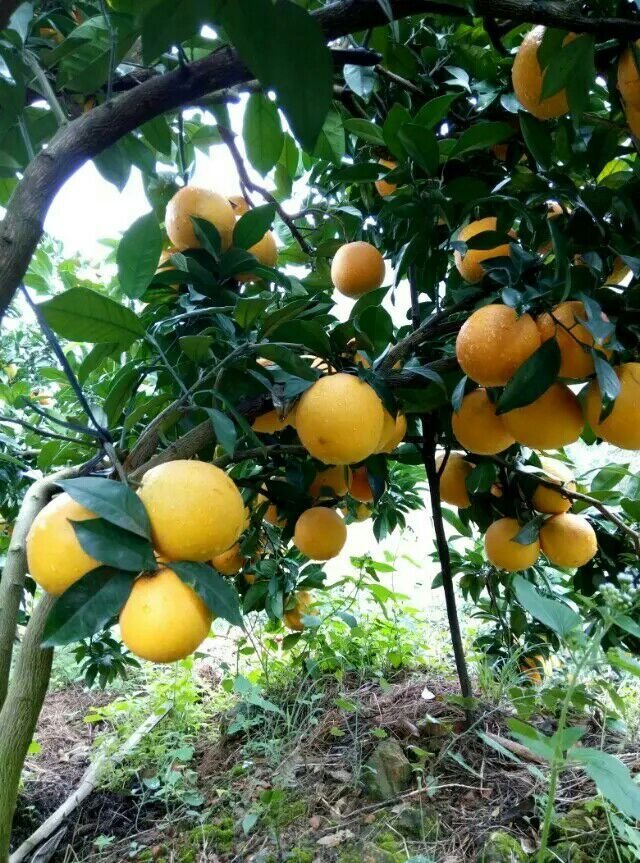 赣南脐橙的图片