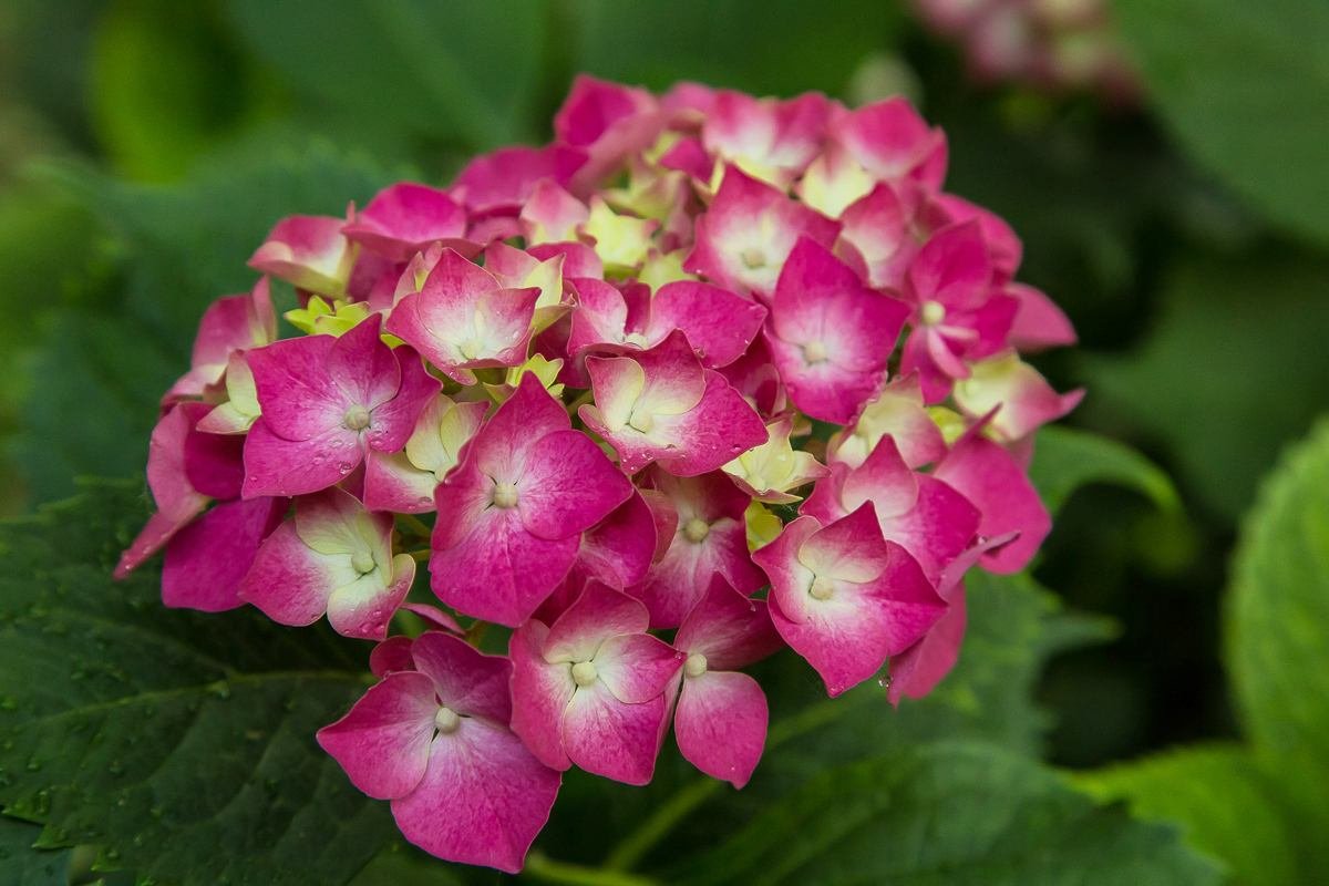 绣球花品种有哪些？