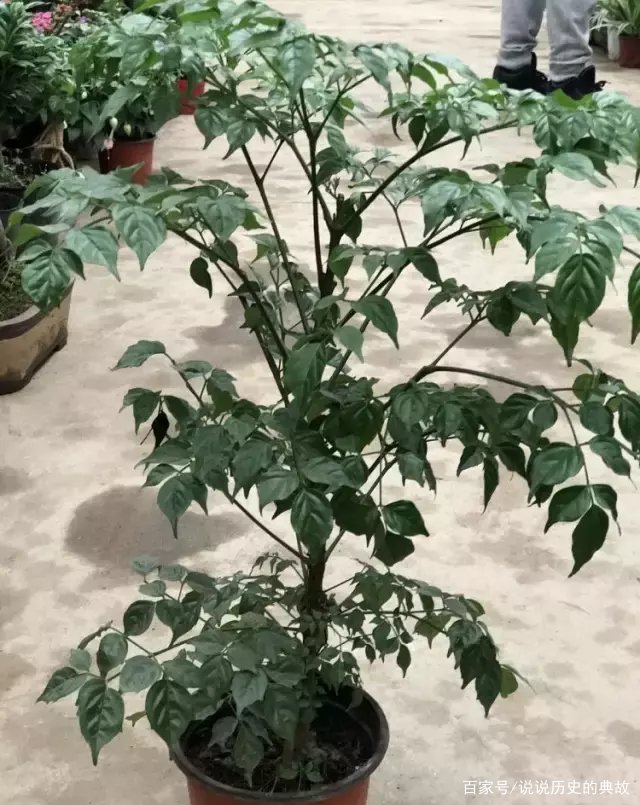 发财树叶子蔫了一碰就掉怎么办？