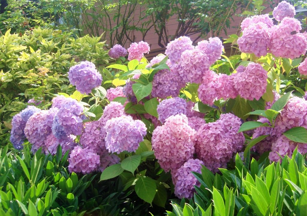 绣球花品种有哪些？