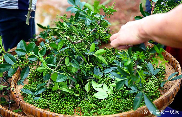 藤椒和花椒的区别？