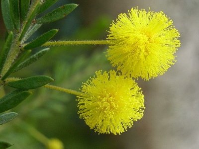 中国的国花是什么花!