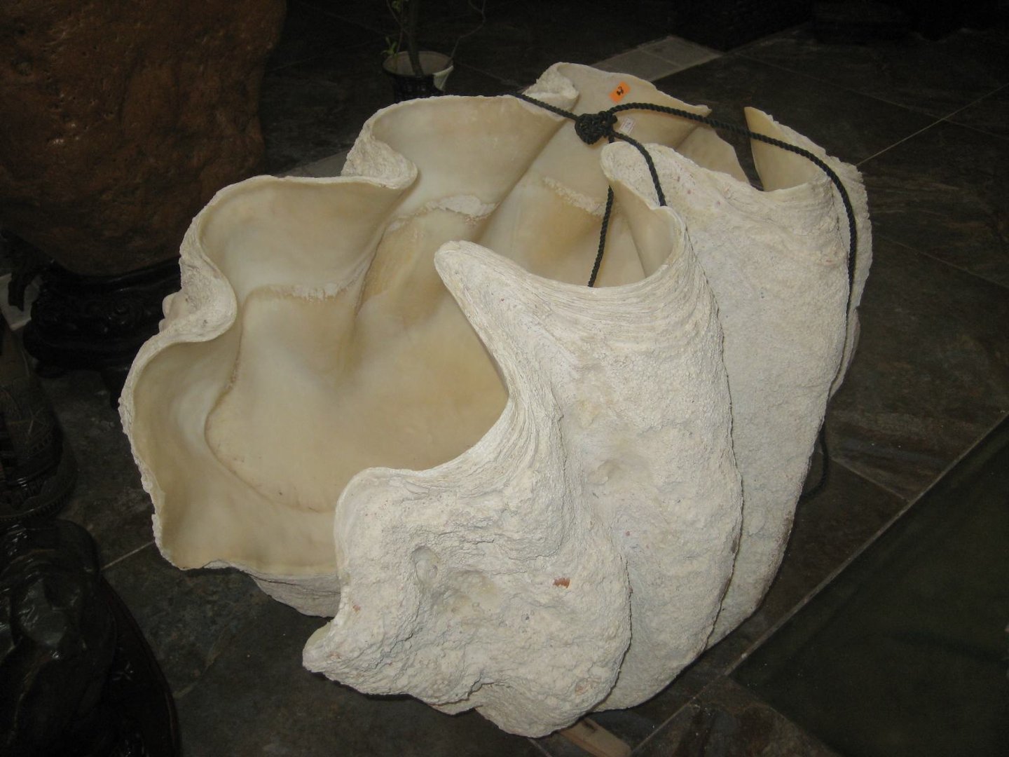 砗磲是什么东西?值钱吗?