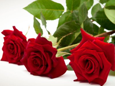 中国的国花是什么花!