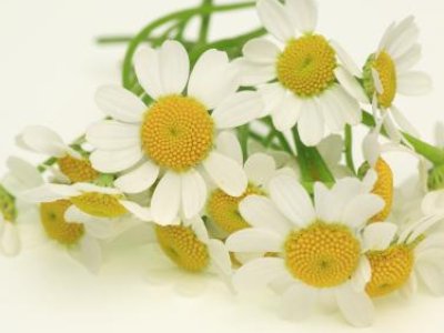 中国的国花是什么花!