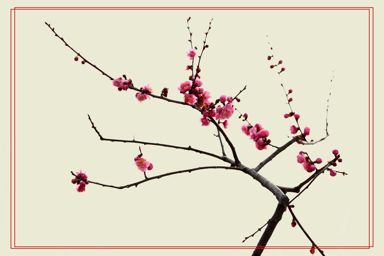 野芳发而幽香的“发”是什么意思？