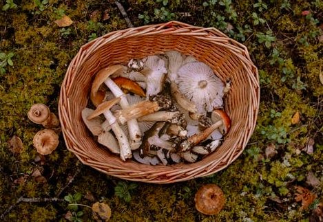 怎样预防野生菌中毒