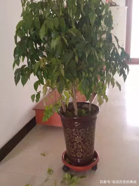 发财树叶子蔫了一碰就掉怎么办？