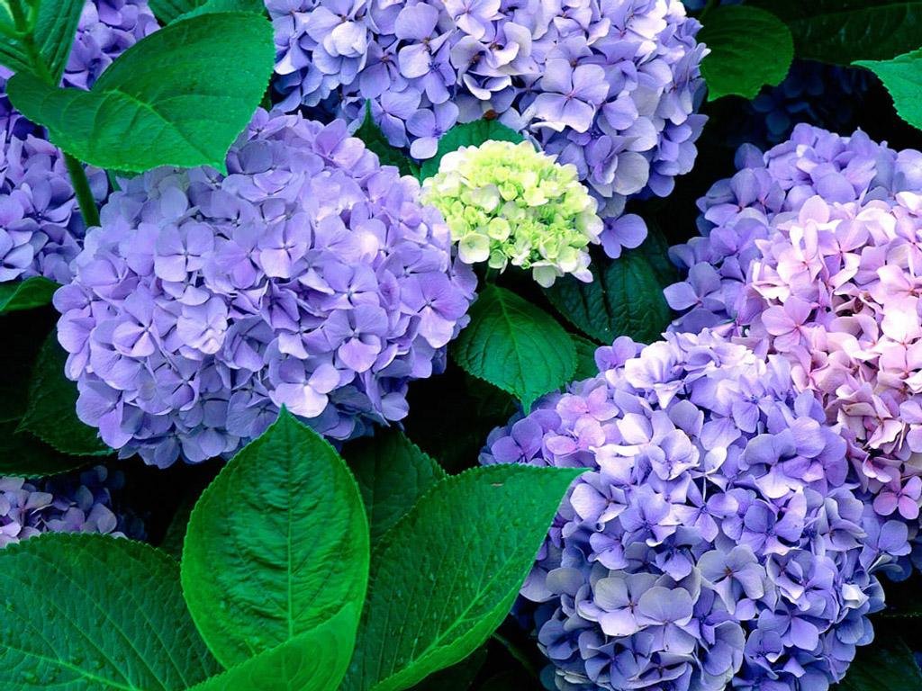 绣球花品种有哪些？