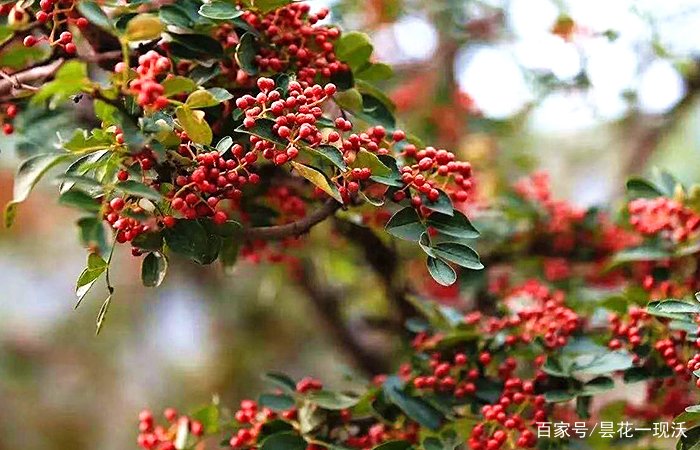 藤椒和花椒的区别？