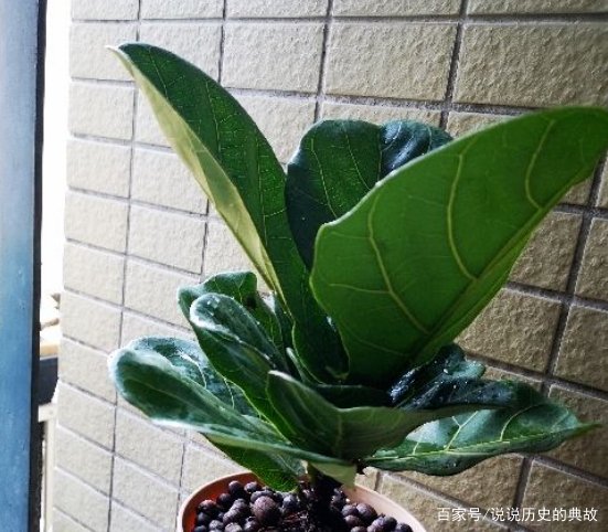 发财树叶子蔫了一碰就掉怎么办？