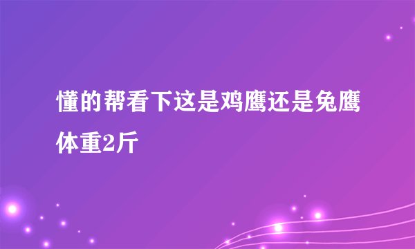 懂的帮看下这是鸡鹰还是兔鹰体重2斤