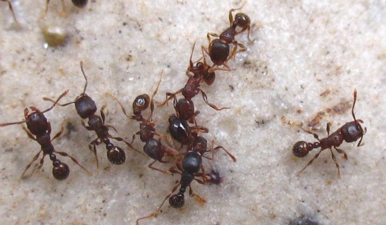 蚂蚁大战的介绍