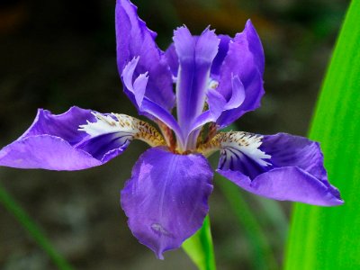 中国的国花是什么花!