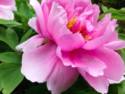 中国的国花是什么花!