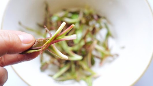 曲曲菜几种吃法