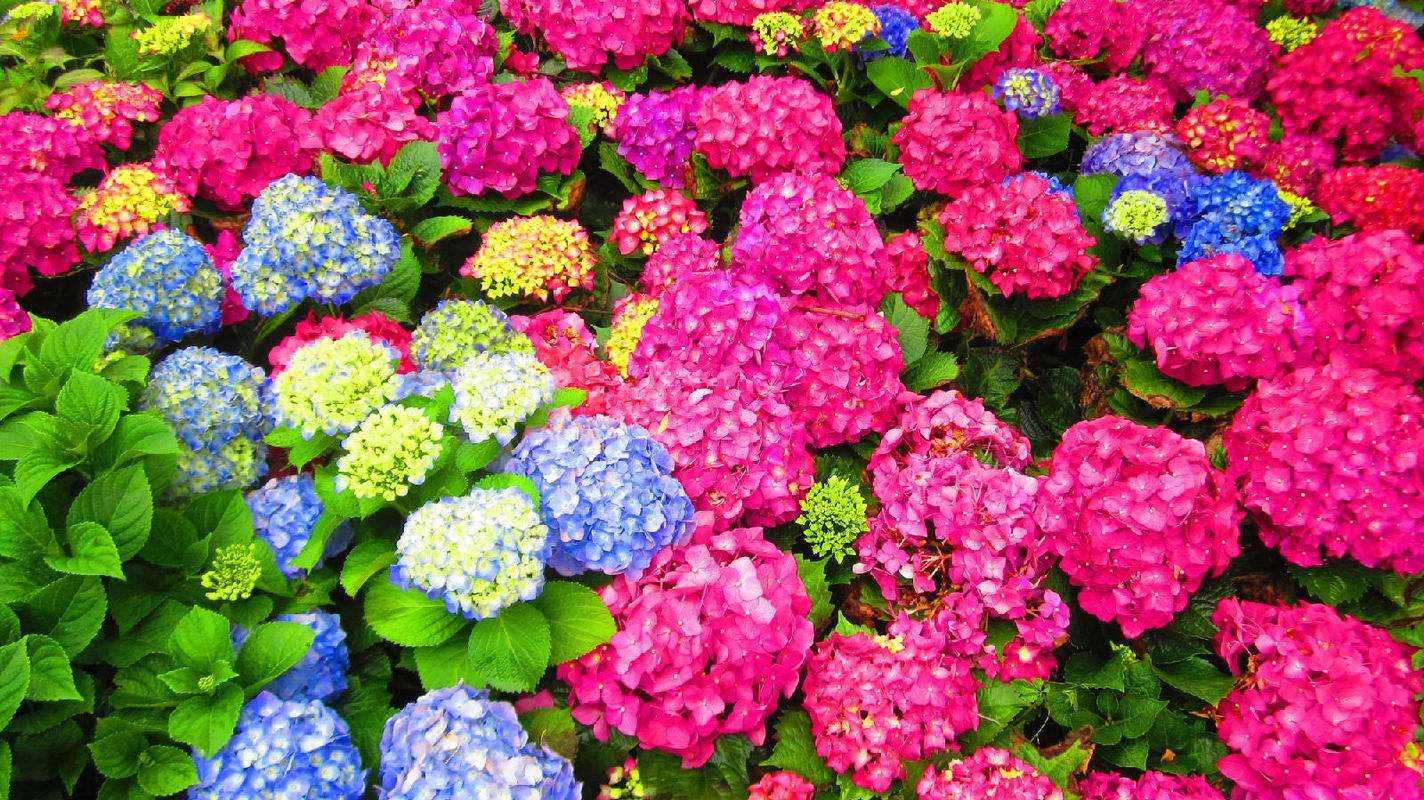 绣球花品种有哪些？