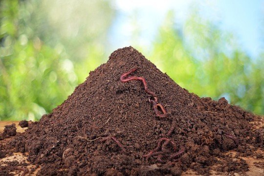 家庭种菜40种方法刚化好椰砖买了鸡粪和蚯蚓土请问怎么配土怎么下种