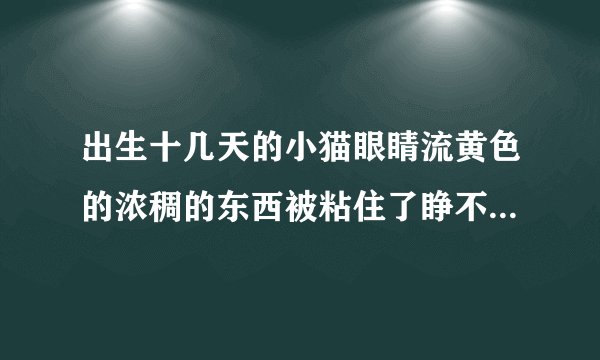 出生十几天的小猫眼睛流黄色的浓稠的东西被粘住了睁不开而且流鼻涕是因为什么
