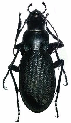 这两只虫子，都是麻步甲吗？