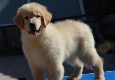 三四个月的金毛犬图片