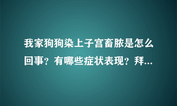 我家狗狗染上子宫畜脓是怎么回事？有哪些症状表现？拜托各位大神
