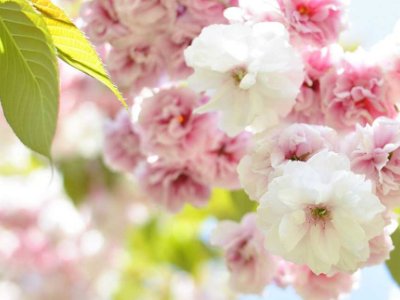 中国的国花是什么花!