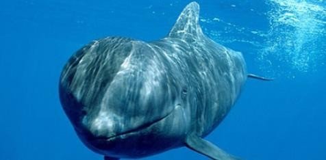 whale的中文意思是什么啊