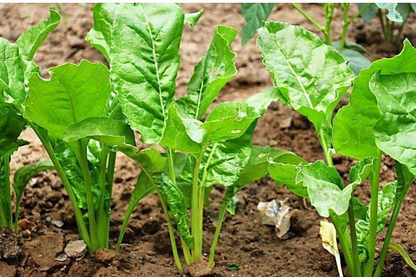 根达菜怎么栽种啊？带叶子吗