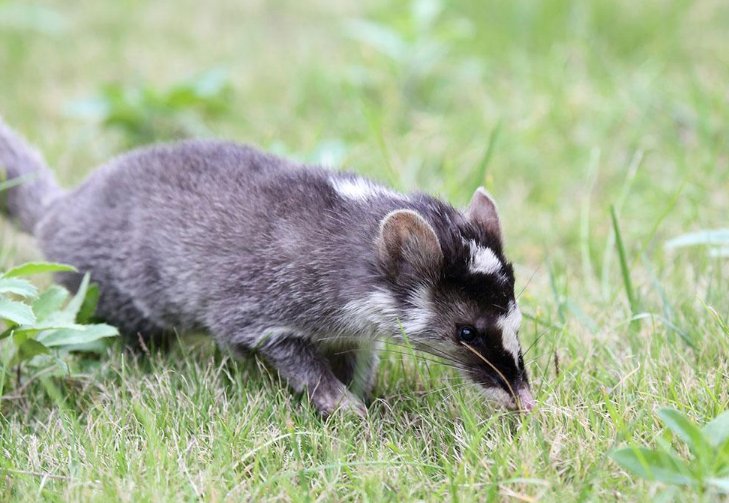 果子狸是几级保护动物？