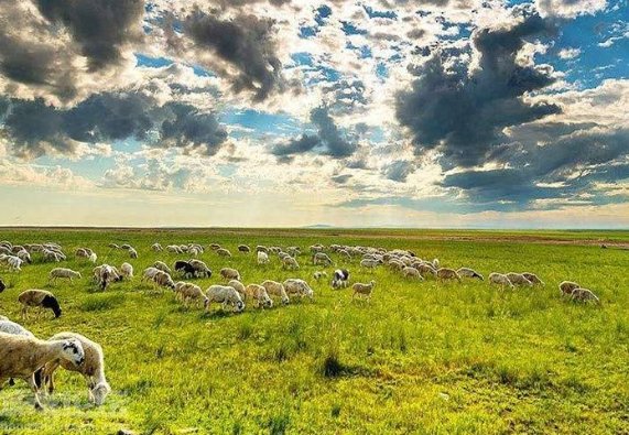 老舍的《草原风光》原文