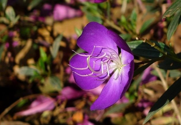 哭泣的桃金娘的背景故事