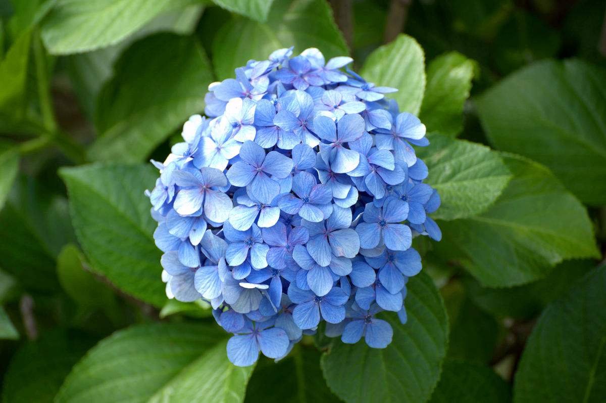 绣球花品种有哪些？