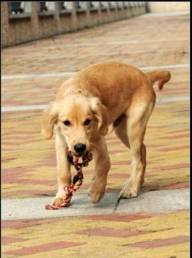 三四个月的金毛犬图片