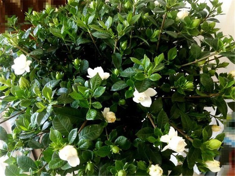 栀子花什么季节开花？花期多长？怎样才让它开花？它喜欢什么环境？