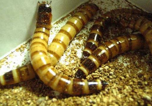 面包虫能用来钓鱼吗