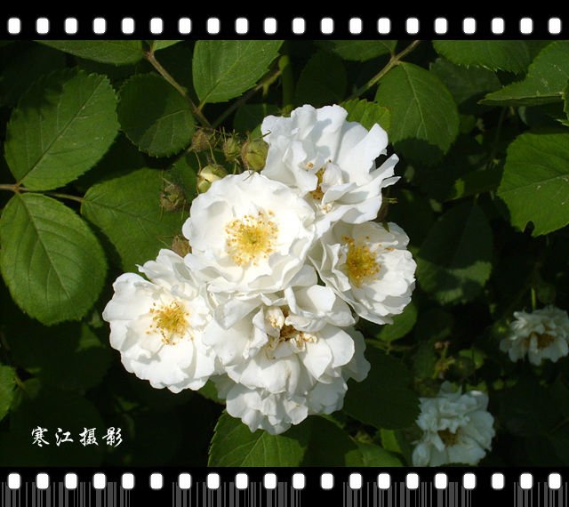 白色很香的花叫什么名？