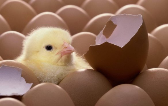 初露雏形什么意思啊？？