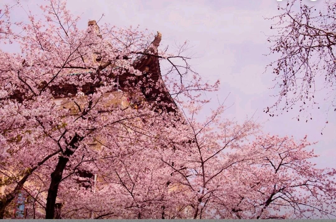 武汉211大学有哪些学校