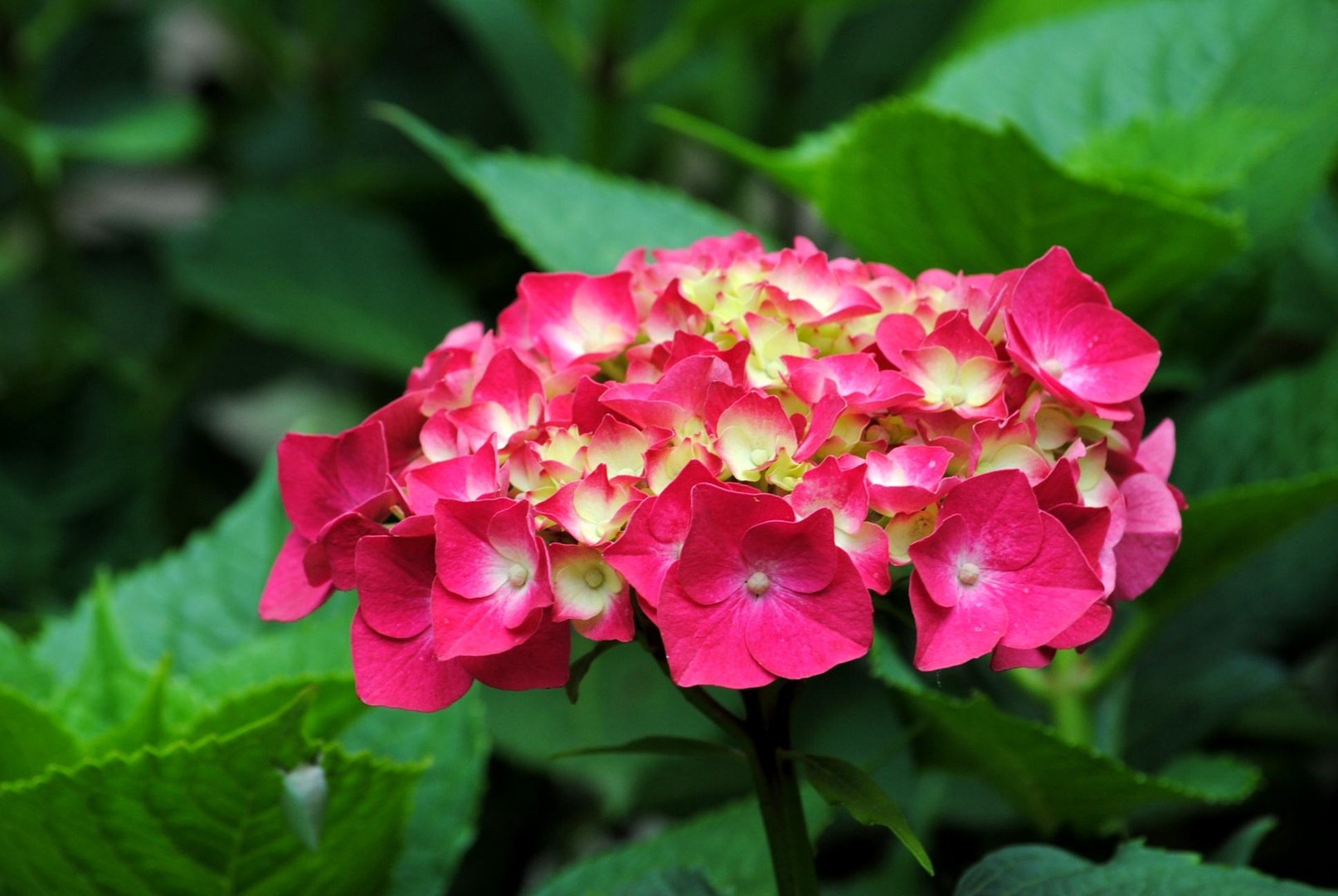 绣球花品种有哪些？