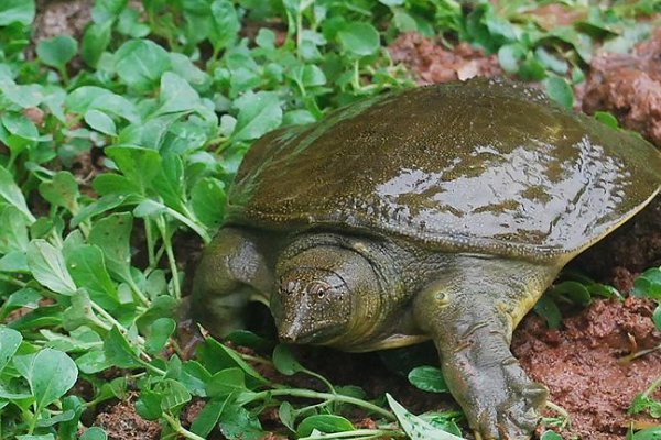 小甲鱼什么时候才能长大啊?