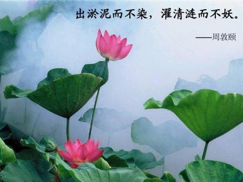 出淤泥而不染 濯清涟而不妖常用来比喻什么社会现象