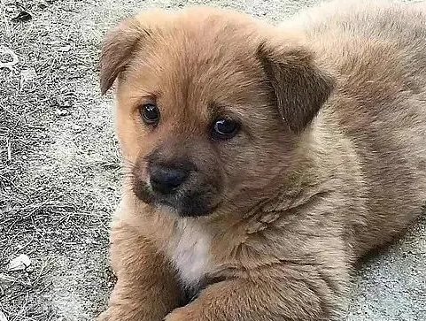 无辜狗狗眼是什么眼型