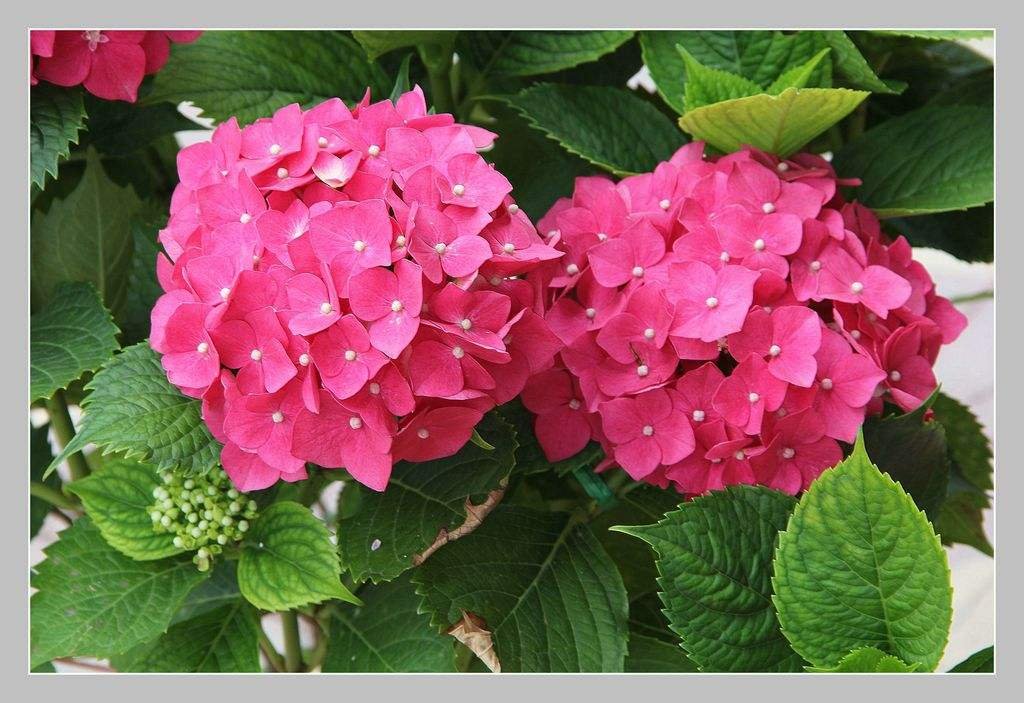 绣球花品种有哪些？